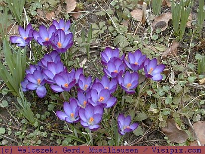 Foto: Krokusse