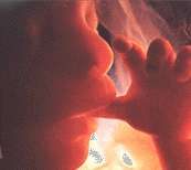Foto: Embryo
