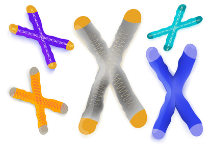 Grafik mit fünf stylisierten X-Chromosonen